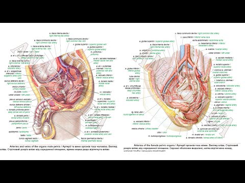 317. Загальна клубова артерія та її гілки - AnatomUa - AUDIO