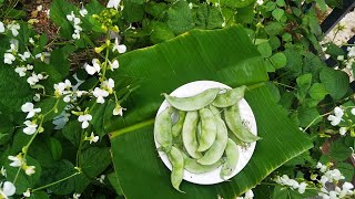 Bush Cluster Beans farming | Kutti Amara Krishi ( ഇരു മീശ പയർ) | അമര പയർ കൃഷി | Down To The Earth
