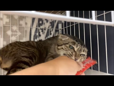 人慣れはもう無理です。【保護猫】