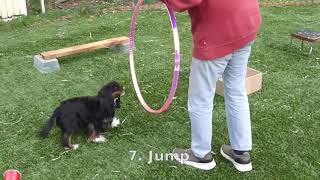 Cavalier King Charles Spaniel Does Dog Tricks