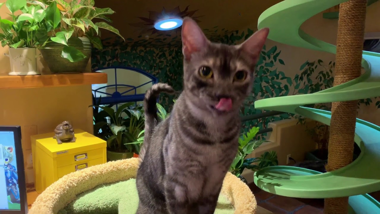 feline infectious peritonitis natural treatment Smokey and music 100318