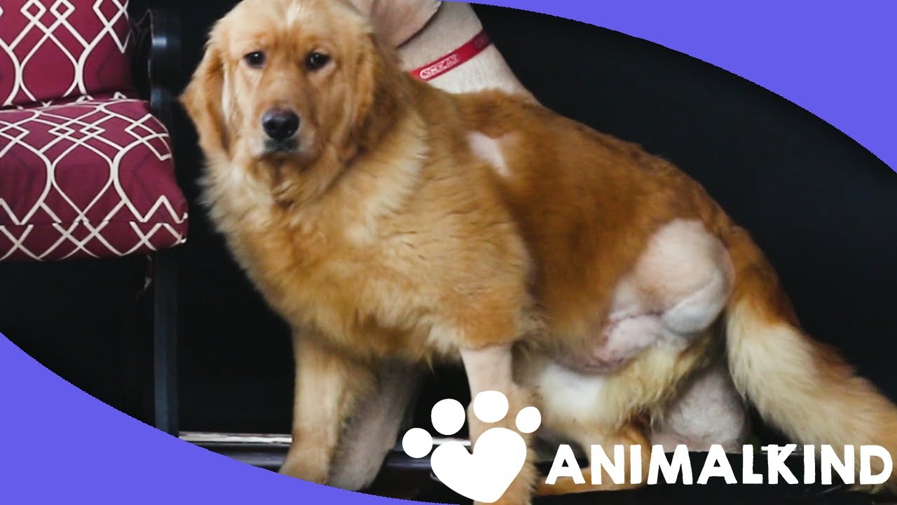 Threelegged dog rescued from puppy mill YouTube