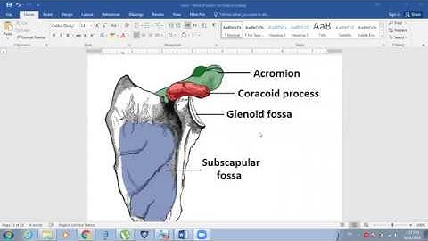 upper limb anatomy part 1
