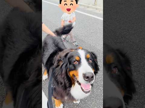 仲良しの男の子とふれあう✨大型犬バーニーズマウンテンドッグ🐾