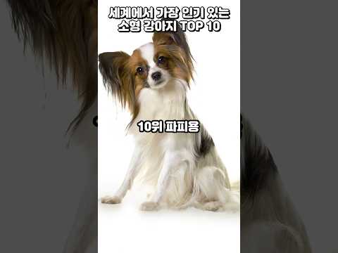 세계에서 가장 인기 있는 소형 강아지 TOP 10  #순위 #TOP 10  #이슈 #강아지