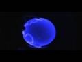 Blue Plasma Ball/Globe - Infected Mushrom | Ratio Schmatio