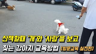 산책할때 개와 사람을 보고 짖는 강아지 훈련방법 1편 (Feat. 말티즈 두부)