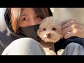 小さな愛犬とのまったり散歩