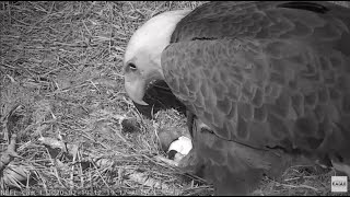 New Baby Eaglet - Wiggling \& Cheeping \& Peeping  - NEFL Bald Eagles  - Feb 19 2020