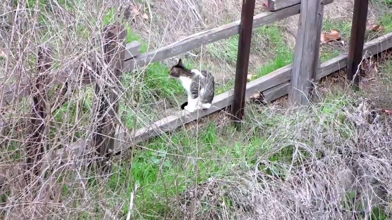 powershot sx1 optical zoom test video canon definicion