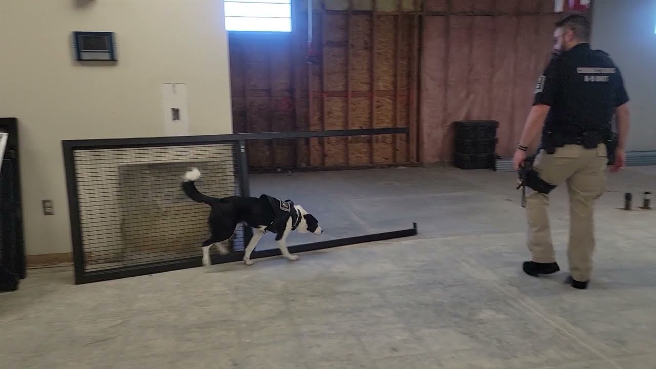 It's training day for K9 Kait YouTube