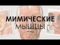 Мимические мышцы: строение и функции