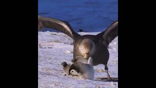 Буревестник нападает на птенца пингвина