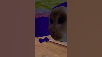 Ow my eyeball #shorts Capuchin VR