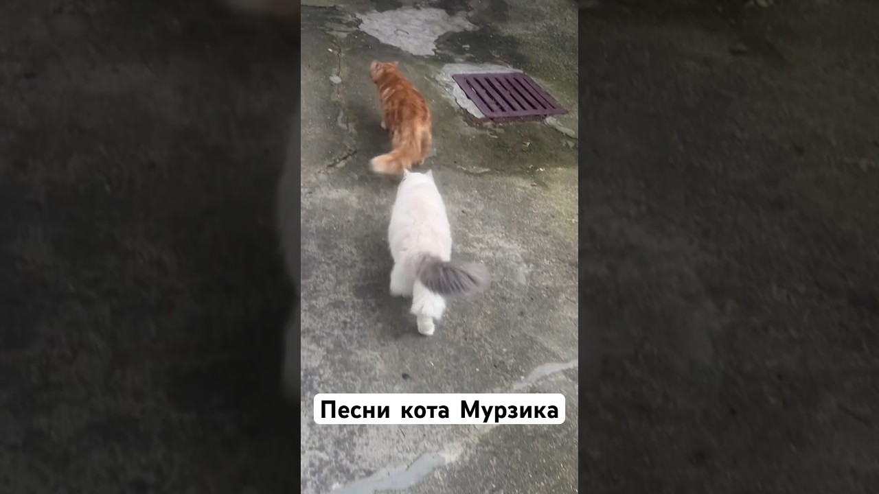 Мы коты любим задираться 🤣😹 