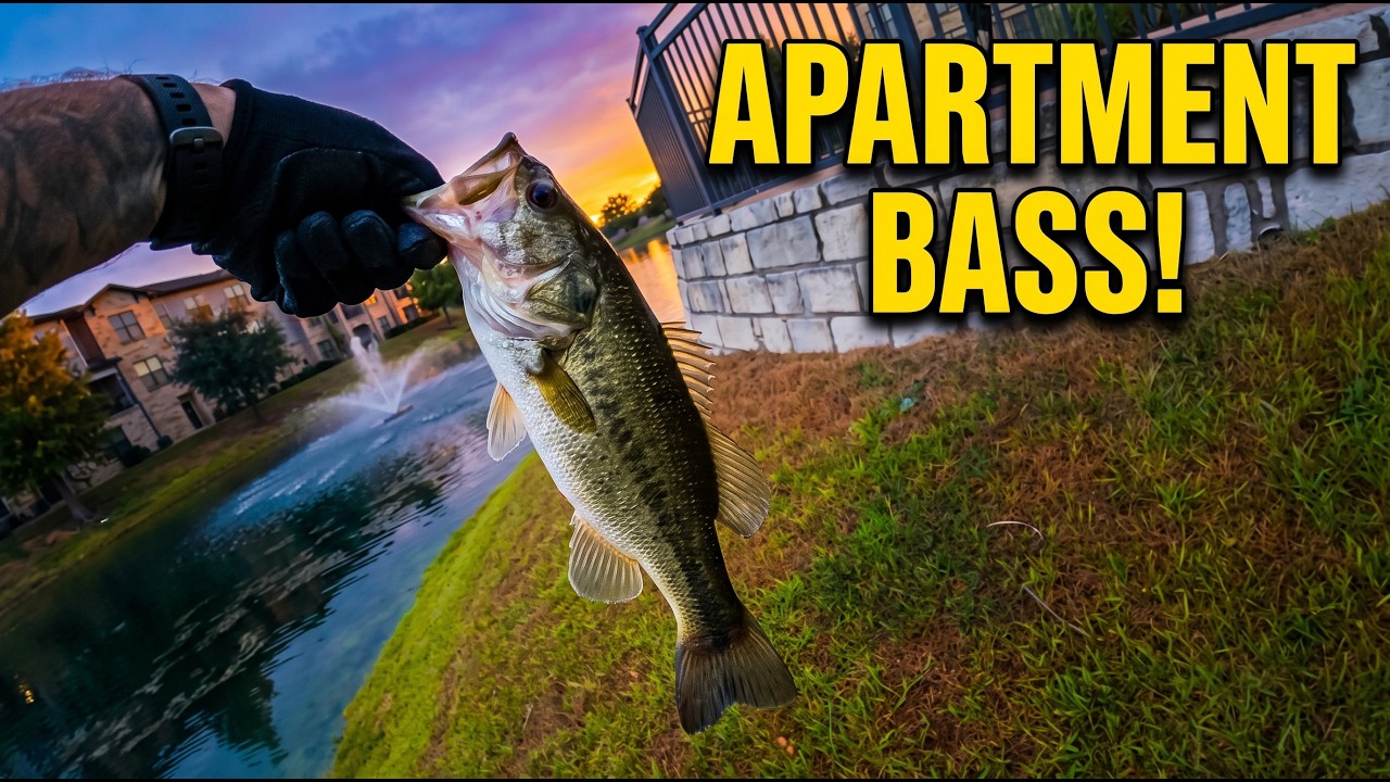 Learning My Apartment Retention Pond | Afternoon Bank Bass Fishing