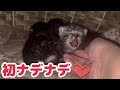 よちよち歩きができるようになった子猫が可愛すぎて触らずにはいられない