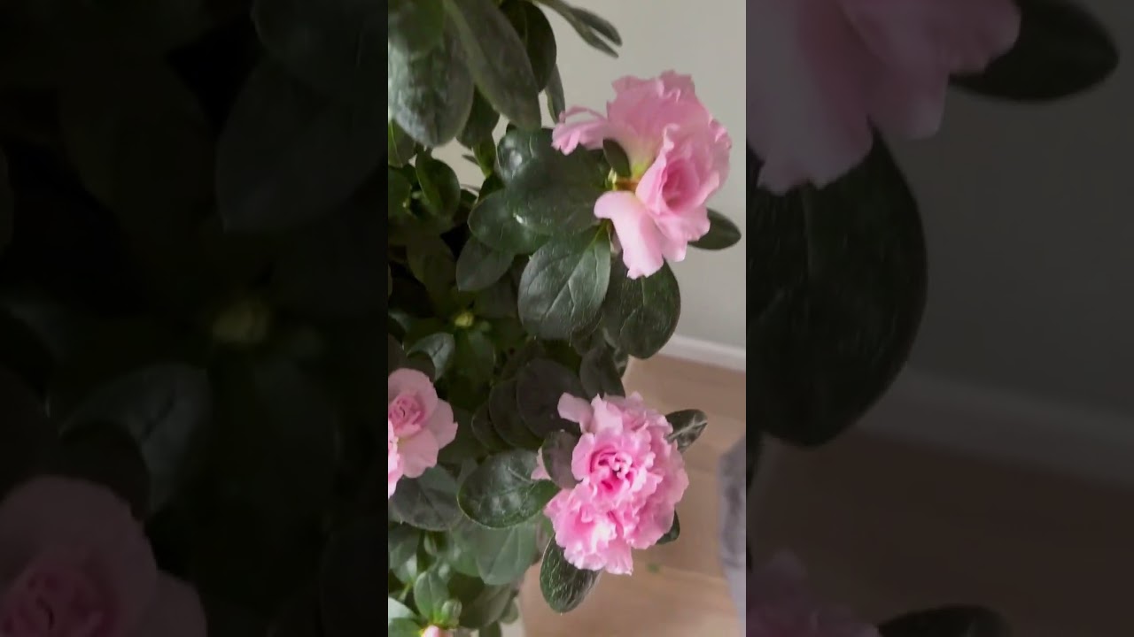 Премиальная бельгийская азалия, высота 70 см. Заказать в СПб тел/вотсап +7 960 281-41-40