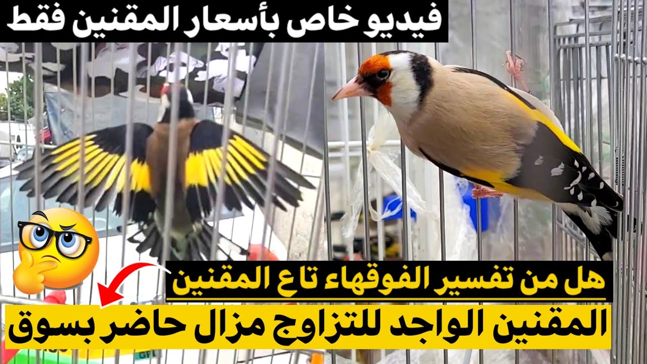 نحن في أواخر شهر أوت و مزال المقنين الواجد للتزاوج حاضر بسوق بودواو هل من تفسير !؟ فيديو خاص الحسون 