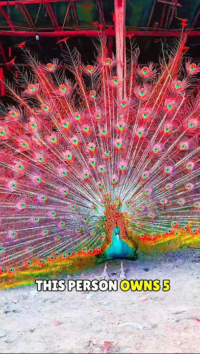 This Man Has World's Most Stunning Peacocks!😥❤️#shorts