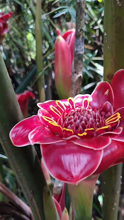 A closer look at the torch ginger plant