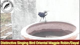 Distinctive Singing Bird Oriental Magpie Robin Dayal at my Home in the Artificial Nest||Awesome Bird