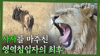 죽은 어미 곁을 떠나지 못하는 새끼. 사자의 영역에 침입한 누의 최후 | KBS 환경스페셜 080109 방송