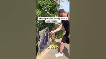 Een ongelooflijke krachtmeting in de dierentuin!