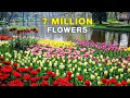 The World&#39;s Biggest Flower Garden | 4K Walk in Keukenhof Netherlands 🇳🇱