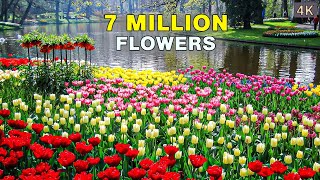 The Worlds Biggest Flower Garden 4K Walk In Keukenhof Netherlands 