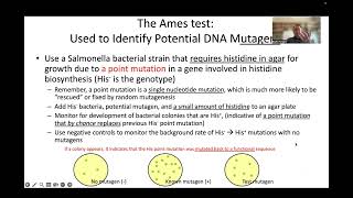 Ames Test