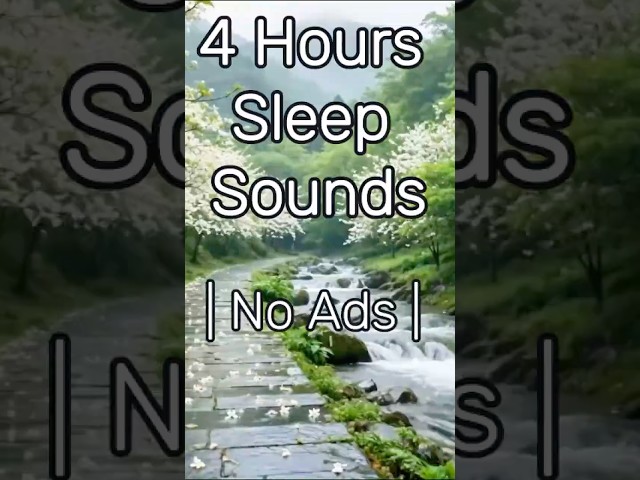 White Tung Blossoms Fall on Rain-Soaked Stone | 4 Hour Sleep #sleepsounds #relaxation #asmr