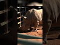 जानवरों पर संगीत का क्या असर होता है, जानिए [The harpist who serenades zoo animals]