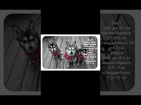 клин-кай /мини хаски /редкая порода о которой ты не слышал 🐾