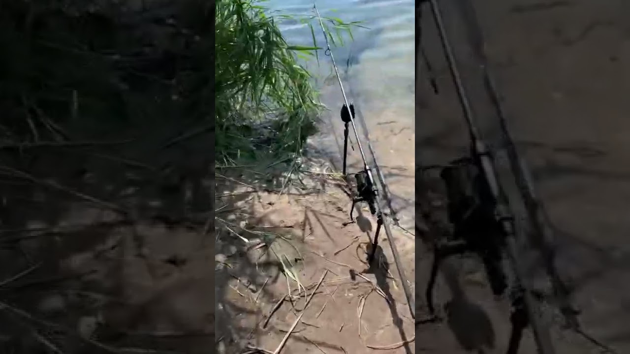 New Effort - Carp Run - Short Session Success 🎣🎣 