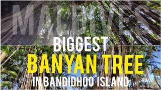 Biggest Banyan Tree In Bandidhoo Island, Maldives