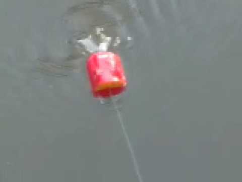 フロッグプロダクツ　トイフロッグモーター フロッグプロダクツ トイフロッグモーター