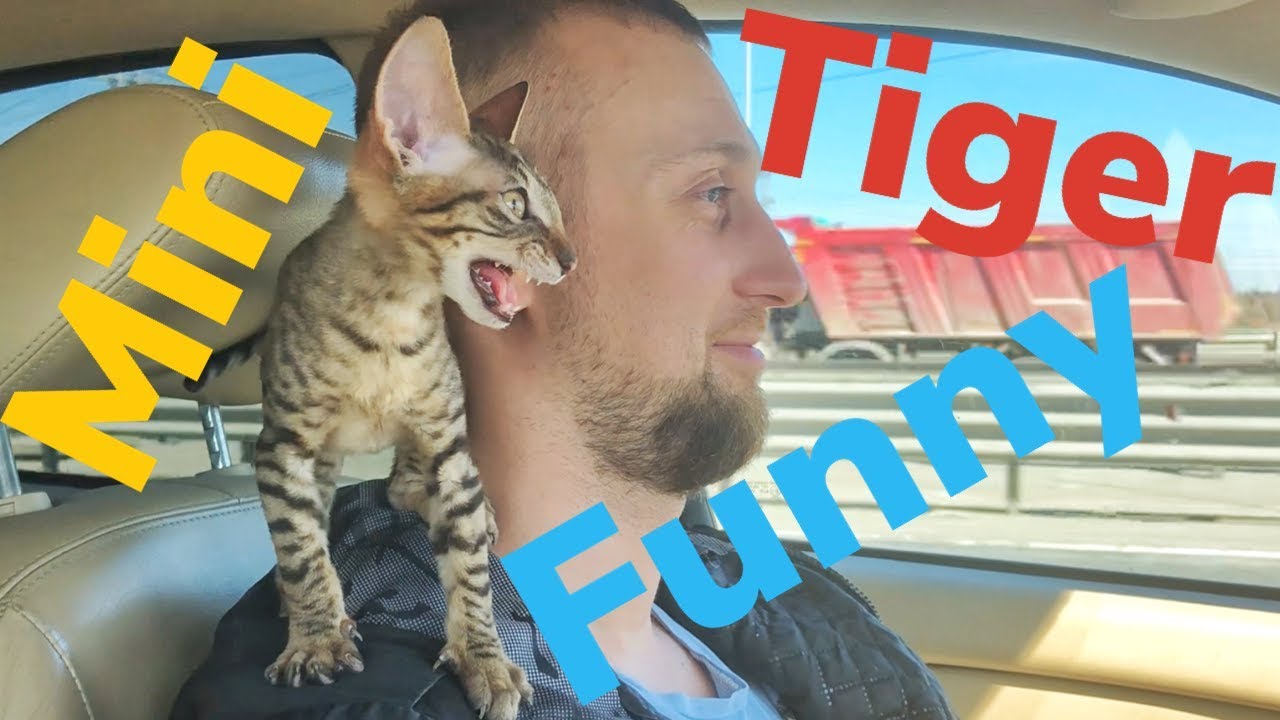 Тигренок в машине