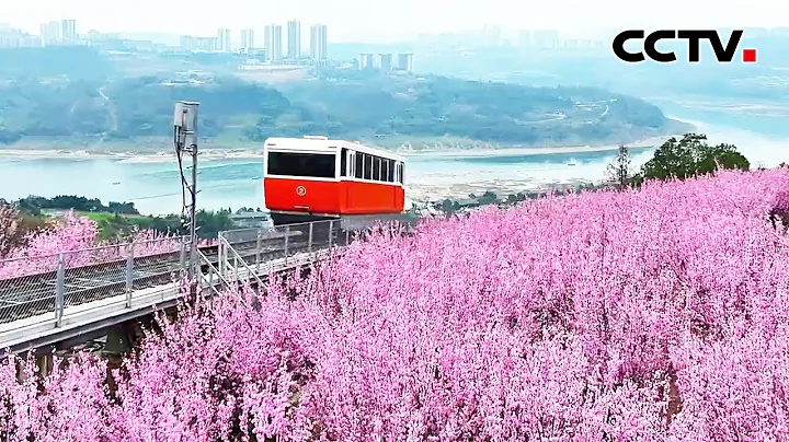 太美了！重慶“山城時光纜車”穿行浪漫花海 | CCTV - 天天要聞