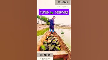 Turtle catching and farming system in China #turtle #chinesefood #farming #seafood