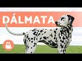 El perro DÁLMATA - Características y curiosidades