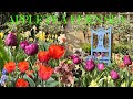 Colourful  uplifting april garden tour of containers  small space big flower dreams  spring joy