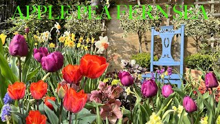 Colourful & Uplifting April Garden Tour of Containers | Small Space, Big Flower Dreams & Spring Joy!