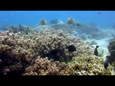 Видеоролик: Подводный мир острова Мун