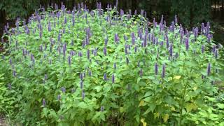 How to Grow Anise Hyssop