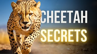 10 Shocking Facts about Cheetahs.