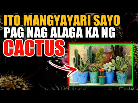 Video: Paano magtanim ng cacti? Mga paraan upang palaganapin ang cacti sa bahay