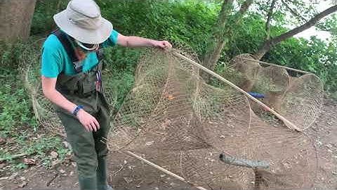 Setting up a hoop net for turtle trapping