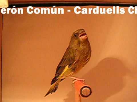 VERDERÓN COMUN - CARDUELIS CHLORIS