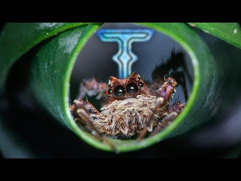 ობობა 3 სუპერძალით